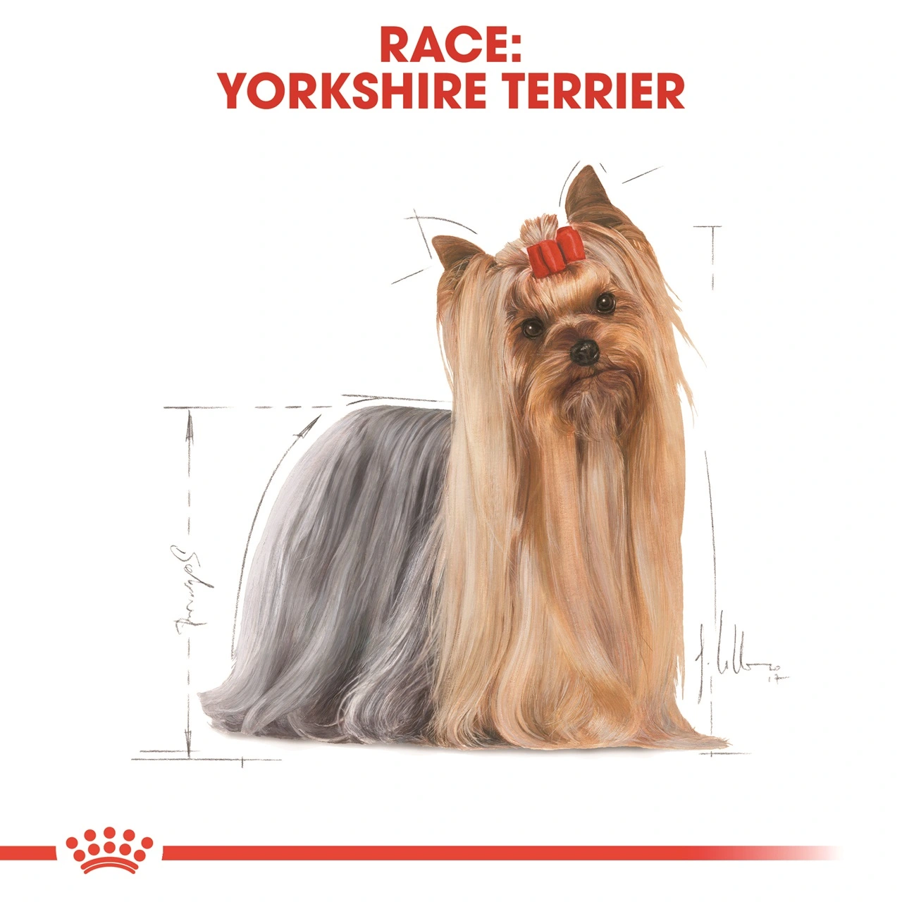 Royal Canin Yorkshire Terrier Adult 1,5 kg - tørfoder til små hunde